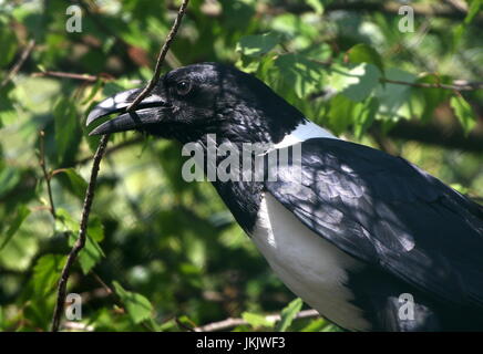 Afrikanische Pied Crow (Corvus Albus), eine kleine Krähe mittlere Rabe in Subsahara-Afrika heimisch. Stockfoto