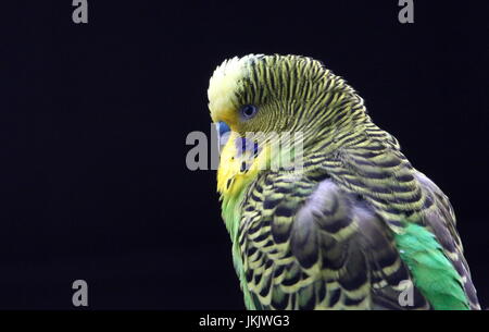 Australische Wellensittich Wellensittich (Melopsittacus Undulatus) in Nahaufnahme. Stockfoto