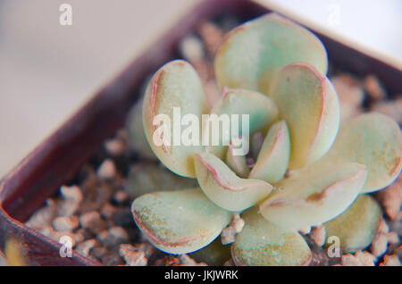 Grüne Pflanze Echeveria auf Tisch indoor Foto Stockfoto