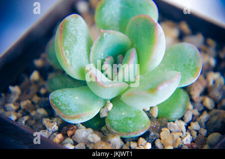 Grüne Pflanze Echeveria auf Tisch indoor Foto Stockfoto