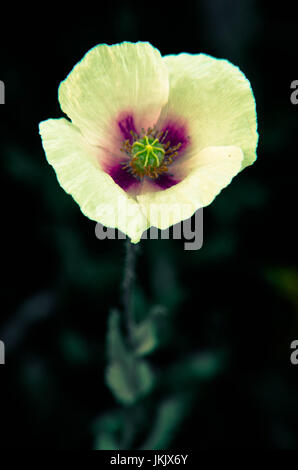 Nahaufnahme des weißen Mohn mit violette Farbe in der Mitte, natürlichen Hintergrund Stockfoto