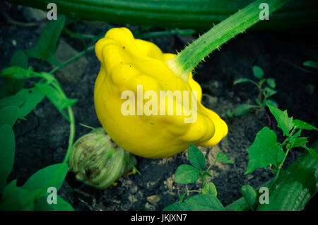 Gelber Pattypan Kürbis im Garten Stockfoto