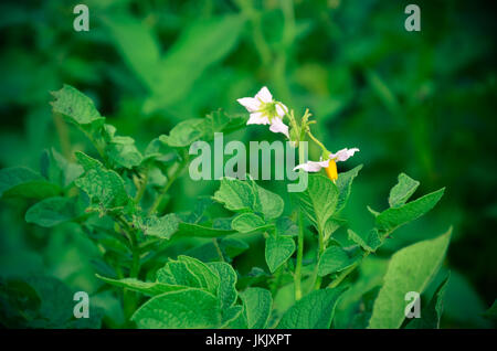 Weiße Blüten in einer Kartoffel auf grünem Hintergrund. Stockfoto