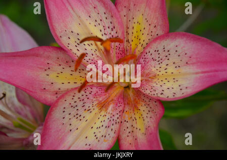 Blüten rosa Lilie auf Blumenbeet closeup Stockfoto