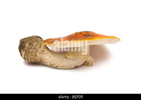 Amanita Muscaria Pilze isoliert. Natürliche Farbe und Textur. Stockfoto