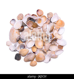 Eine Reihe von verschiedenen Muscheln isoliert auf weißem Hintergrund Stockfoto
