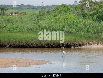 Reiher im flachen Wasser in Amagansett, New York Stockfoto