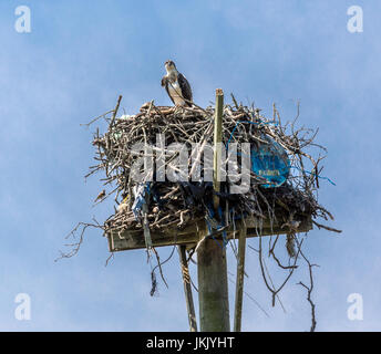 ein großes Nest gemacht von klebt eine Top ein Pole in Amagansett ny Stockfoto