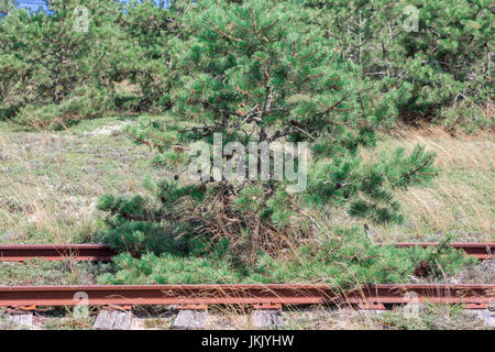 Kiefer wächst verlassenen Straße Gleise in Amagansett, New York Stockfoto
