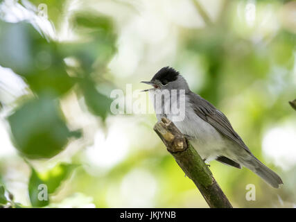 Männliche Eurasion Blackcap (Sylvia atricapilla) singt im Frühjahr auf einem Zweig Stockfoto