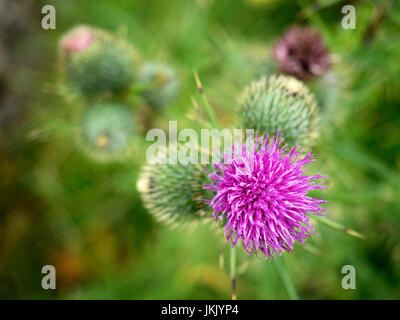 Distel-Kopf in Blüte bei Winskill Steinen in der Nähe von Stainforth Ribblesdale Yorkshire Dales England Stockfoto