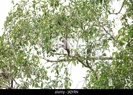 Müllers Bornean Gibbon (Hylobates Muelleri) im Danum Valley, Sabah, Borneo, Malaysia Stockfoto