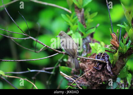 Asiatische rotäugigen Bulbul (Pycnonotus Brunneus) im Danum Valley, Sabah, Borneo, Malaysia Stockfoto