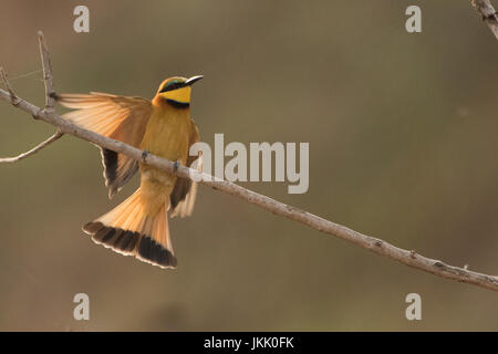 Kleine Bienenfresser Landung nach Flug in der Masai Mara in Kenia Stockfoto