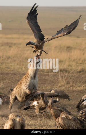 Spotted zerbeissen versuchen, einem weißen gesicherten Geier bei einem Kill in der Masai Mara in Kenia zu beißen Stockfoto