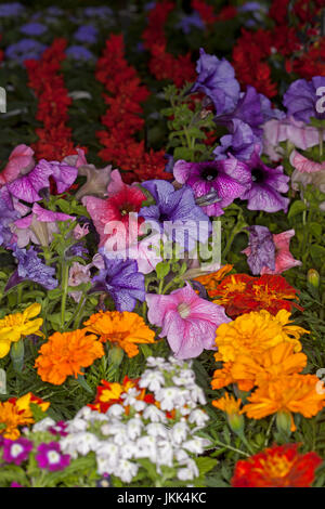 Massenhafte Anpflanzung von bunte jährliche Blumen inc rosa und lila Petunien, orange Ringelblumen und rote Salvias, Stockfoto