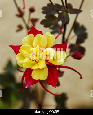 Atemberaubende und ungewöhnlich gelbe und rote Blume der Aquilegia - Akelei, vor hellen Beige Hintergrund Stockfoto