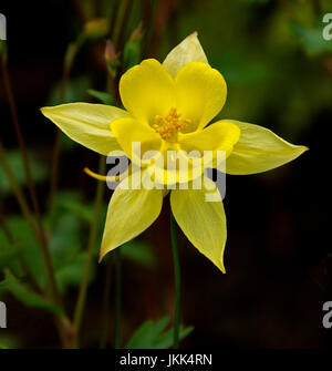 Leuchtend gelbe Blüte von Aquilegia - Akelei, gegen dunkle Grün abckground Stockfoto