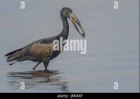 Afrikanische Openbill, Amastomus Lamelligerus, Chobe Fluss Chobe Nationalpark, Botswana Stockfoto