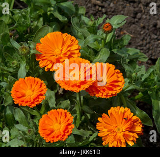 Cluster von leuchtend orange Blüten und dunkelgrünen Blätter der Ringelblume Stockfoto