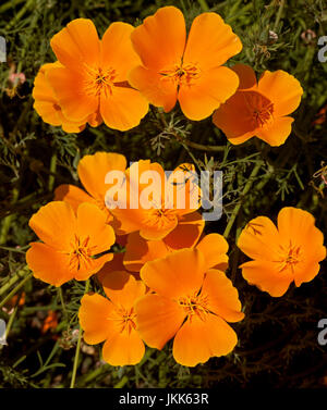 Cluster von leuchtend orange Blüten der kalifornische Mohn, Eschscholzia Californica vor einem dunklen Hintergrund Stockfoto