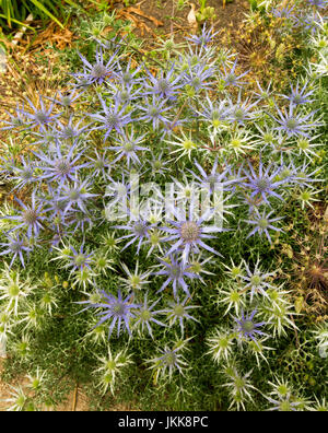 Cluster von lila Kegel geformt Blumen Eryngium Planum Sorte von stacheligen Hochblätter, Holly Meer umgeben. Stockfoto