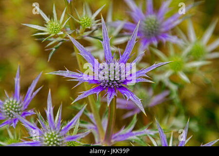 Cluster von lila Kegel geformt Blumen Eryngium Planum Sorte von stacheligen Hochblätter, Holly Meer umgeben. Stockfoto