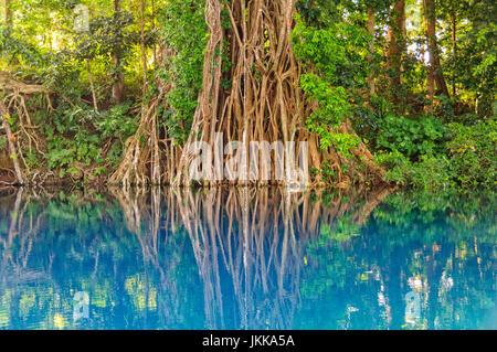 Riesigen Banyan-Baum mit einem Seil schwingen im angenehmen Wasser des schönen Matevulu Blue Hole - Espiritu Santo, Vanuatu Stockfoto