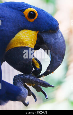 Kopf von einem blauen Hyazinth-Ara Papagei Vogel in der Profilansicht Früchte aus seine Klaue Stockfoto