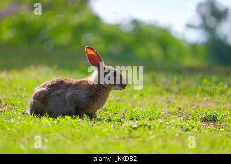 gemeinsamen europäischen Kaninchen in der Profilansicht auf einer Wiese in der Sonne sitzen Stockfoto