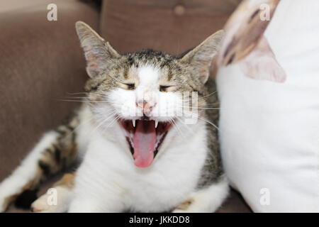 Lustig Nahaufnahme gähnende Katze Stockfoto