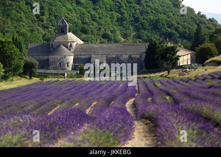 Lavendel Ernte vor Senanque Abbey, Gordes, Vaucluse, Provence-Alpes-Cote d ' Azur, Frankreich Stockfoto