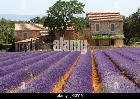 Ein traditionelles provenzalisches Haus mit Lavendelfeld, Provence, Frankreich Stockfoto