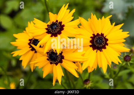 Goldenen gelben Strahl Blütenblätter umgeben ein dunkles Zentrum im jährlichen Blume, Coreopsis Basalis, Golden Wave tickseed Stockfoto