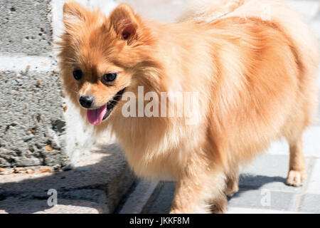 Porträt des kleinen Hund Stockfoto