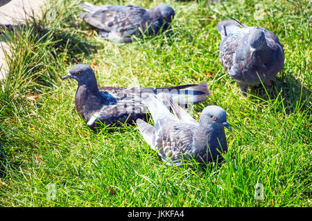 Grauen Tauben auf dem grünen Rasen Stockfoto