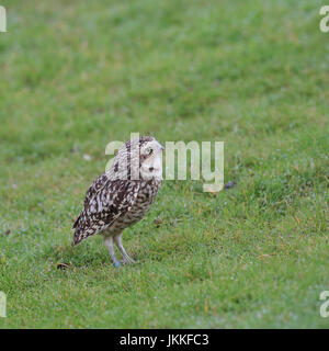 Kanincheneule Stockfoto