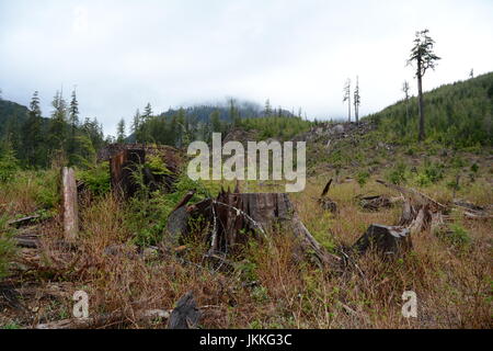 Baumstümpfe in einem alten Baumstamm in der Nähe von Port Renfrew auf Vancouver Island, British Columbia, Kanada. Stockfoto