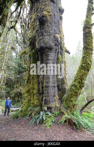 Ein kanadischer Umweltschützer stehen unter der Fichte San Juan ein Riese, alte Sitka Fichte Baum in der Nähe von Port Renfrew, Britisch-Kolumbien, Kanada. Stockfoto