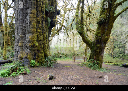 Die San Juan Fichte (links), ein Riese, alte Sitka Fichte Baum im Regenwald in der Nähe von Port Renfrew, Britisch-Kolumbien, Kanada. Stockfoto