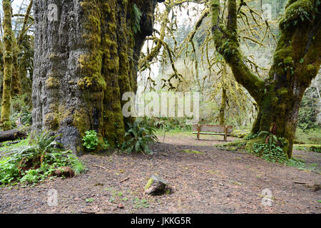 Die San Juan Fichte (links), ein Riese, alte Sitka Fichte Baum im Regenwald in der Nähe von Port Renfrew, Britisch-Kolumbien, Kanada. Stockfoto