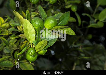 Mehreren Grün Kalk Zitrusfrüchte auf einem Baum frisch mit ein paar Regentropfen Stockfoto