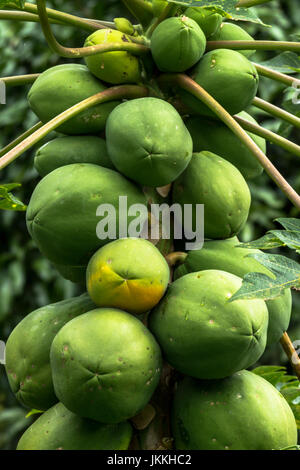Baum mit vielen grünen Papaya-Früchte Aufnahme in Panama Stockfoto