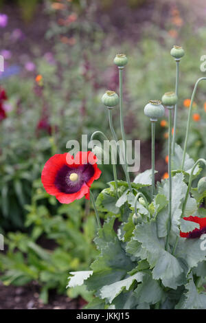 Roter orientalischer Mohn, Papaver orientale und Samenköpfe mit weichem Fokus und verschwommenem Hintergrund im Nordwesten englands Stockfoto