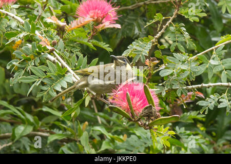 Lewins Honigfresser, Meliphaga Lewinii am Lake Barrine, Queensland, Australien Stockfoto