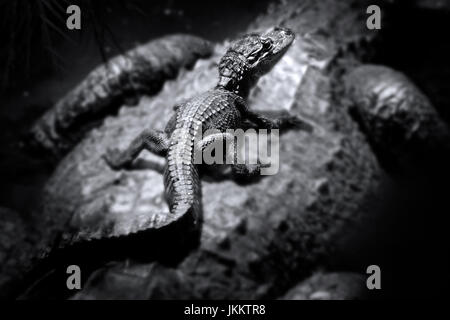 Ein Baby Alligator fängt eine Fahrt mit seiner Mutter in die Everglades. Mutter Alligatoren werden ihre jungen für bis zu einem Jahr aufbewahrt. Stockfoto