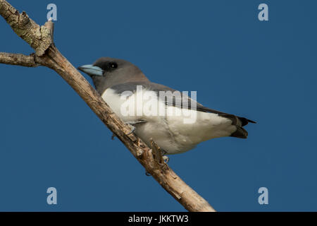 Weißer-breasted Woodswallow, Artamus Leucorynchus auf Green Island, Queensland, Australien Stockfoto