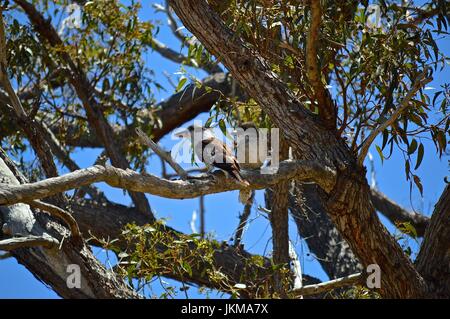 Übergeordnete Kookaburra und die Küken in einem Baum zusammen Stockfoto