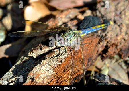 Libelle Stockfoto