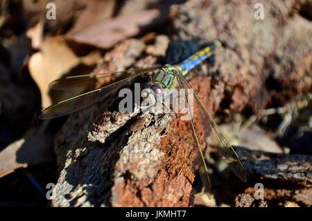 Libelle Stockfoto